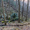 A wooded slope in Great Smoky Mountains National Park.