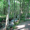 Trail along the Rough Fork.