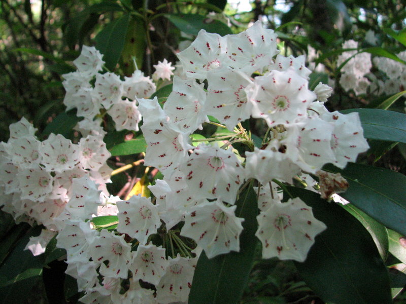 Mountain laurel in bloom.