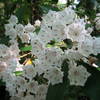 Mountain laurel in bloom.