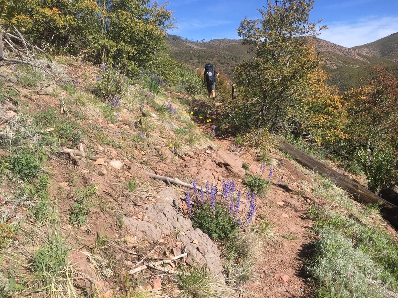 More wildflowers along the trail.