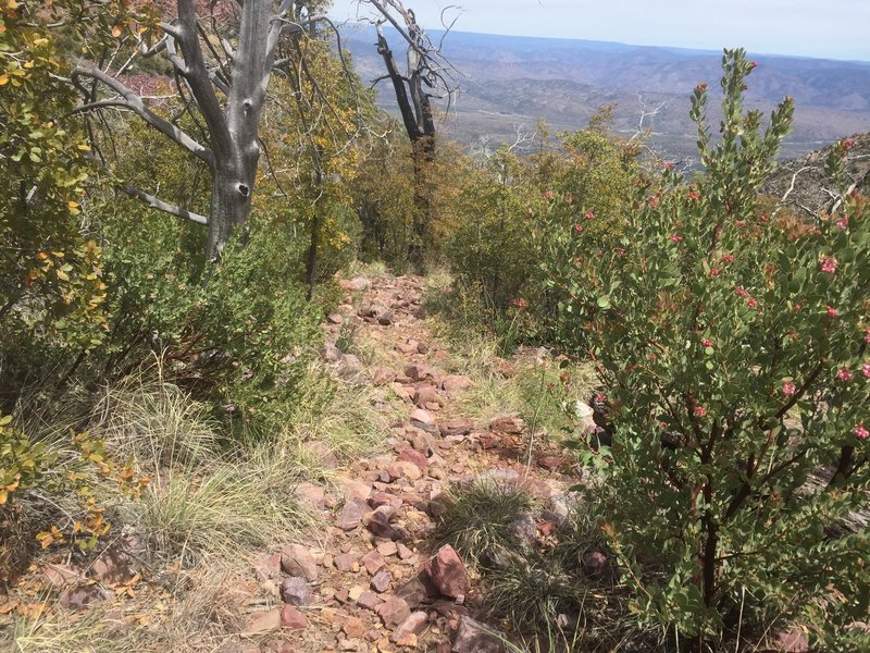 This is the "good" part of the Y Bar Basin Trail with the small, not the large rocks.