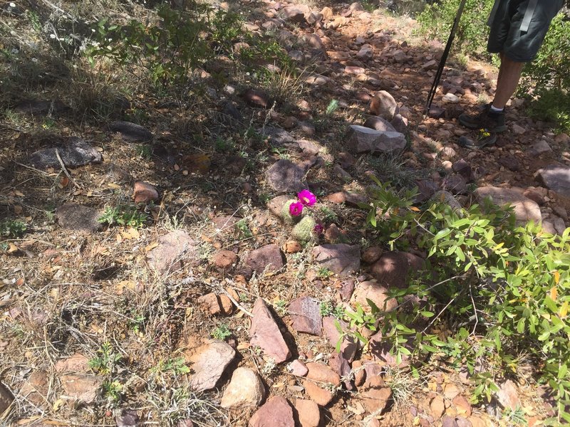 More cactus blooming on the trail.