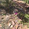 More cactus blooming on the trail.