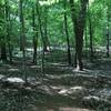 Spring is showing it's green at Oak Rock Trail. Easy trail on a dry day.