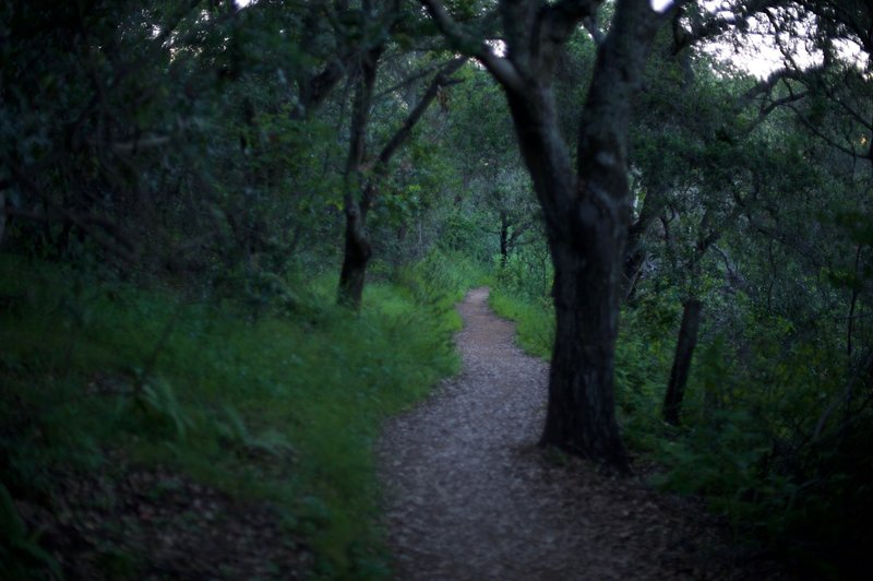 The trail as it ascends through the woods. It is well shaded, offering a reprieve from the sun.