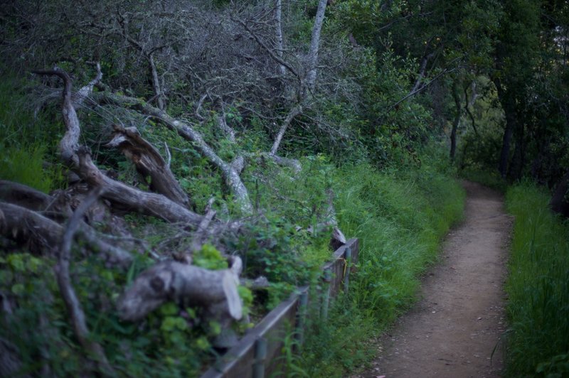 Because it is a natural preserve, trees are not removed when they fall across the trail.  Here, a fallen tree lies between 2 switchbacks.