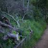 Because it is a natural preserve, trees are not removed when they fall across the trail.  Here, a fallen tree lies between 2 switchbacks.