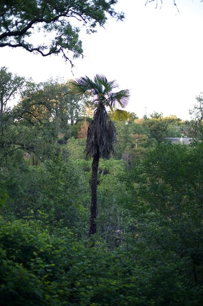 A palm tree is a curious site in the woods. Located on the Sylvan Trail, it stands out from the other vegetation in the park.