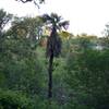 A palm tree is a curious site in the woods. Located on the Sylvan Trail, it stands out from the other vegetation in the park.