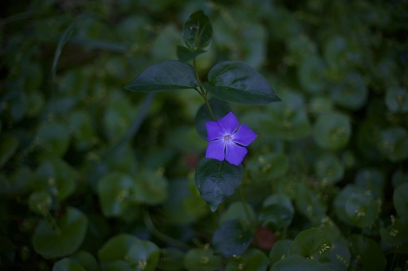 While there aren't as many flowers along the trail as other areas in the park, they can still be found here and there.