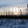 Sun through a stand of dead black spruce. with permission from Spruceboy Credit: Jay Cable, Link: https://yak.spruceboy.net