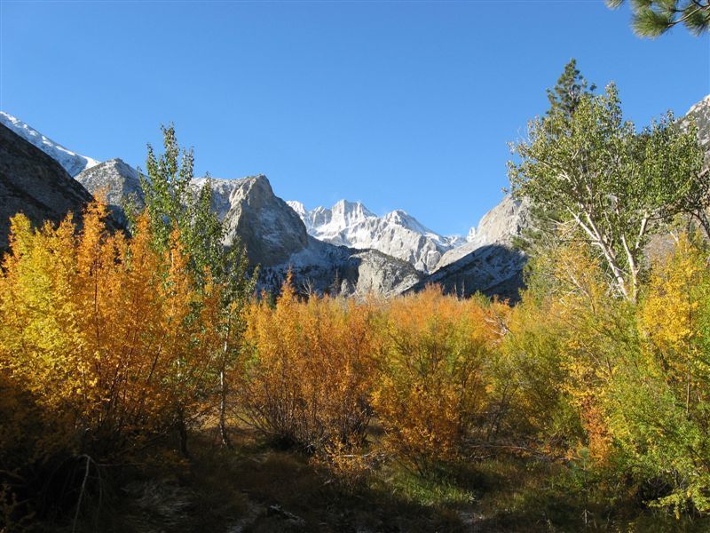 Norman Clyde Peak over autumn woods