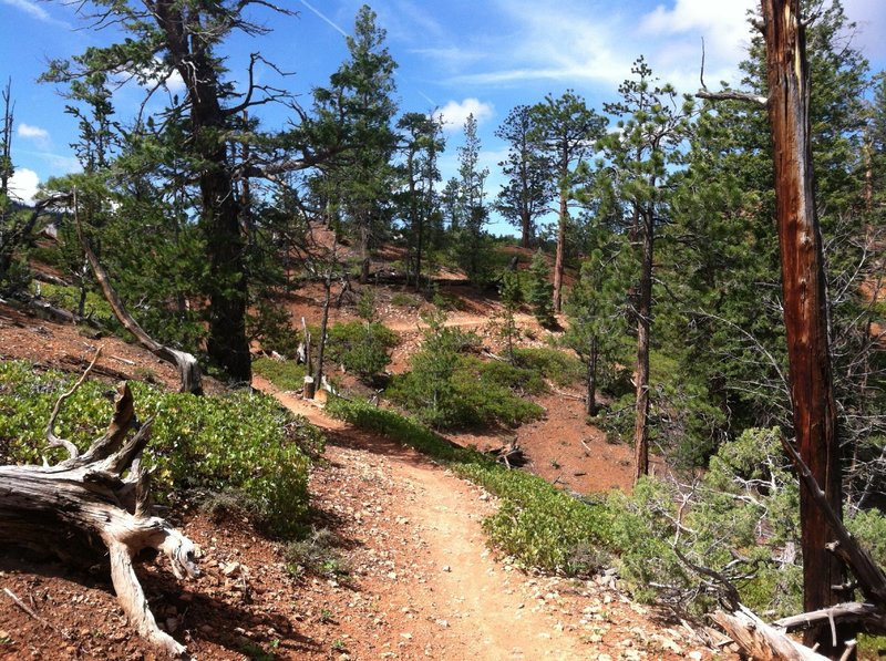 View along the wooded area of the trail.