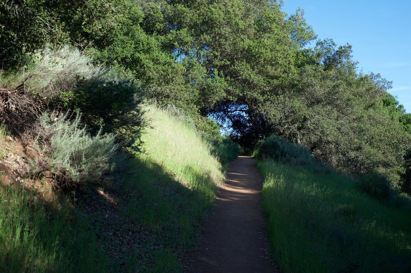 The trail climbs up the hillside.  Views are obscured by trees and shrubs at various points along the way.