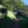 The trail climbs up the hillside.  Views are obscured by trees and shrubs at various points along the way.