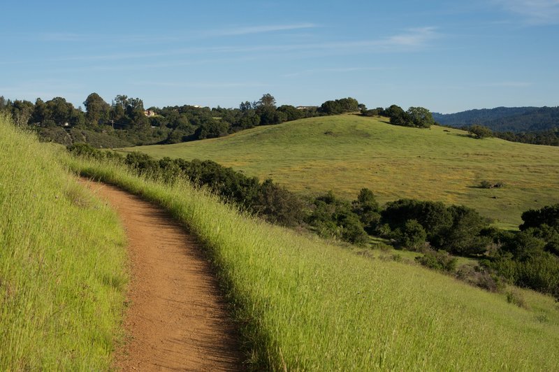 The trail hugs the hillside, as views of the fields below the trail spread out before you.  You can see the yellow flowers blooming in the spring in the distant fields.  Deer have been seen feeding in these fields.