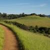 The trail hugs the hillside, as views of the fields below the trail spread out before you.  You can see the yellow flowers blooming in the spring in the distant fields.  Deer have been seen feeding in these fields.