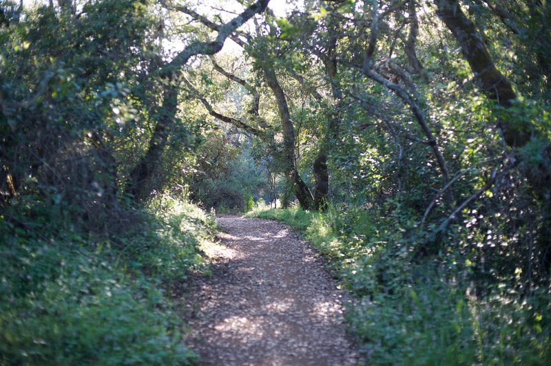 The trail wanders through the woods.