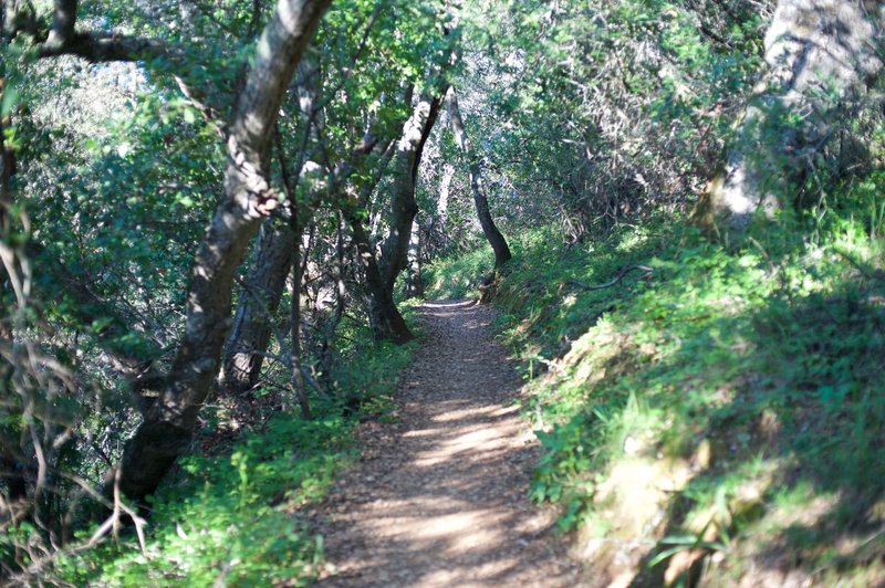 The Franciscan Trail as it drops towards the Ridgeview Trail.