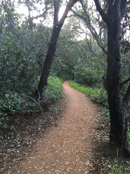 The trail is a narrow dirt track, but nice for running.