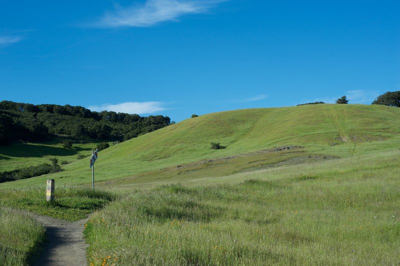 A small connector goes off to the left while views of the surrounding hills come into view.  The views are great, and fields full of wildflowers in the spring.