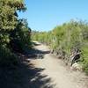 The trail works its way through shrubs at the end of the trail.  It also transforms from a dirt track to more gravel and rock.