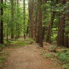 Towering trees line almost every step of this trail. Photo by NPS/DJ Reiser