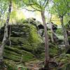 Trees, roots, rocks on ledges.