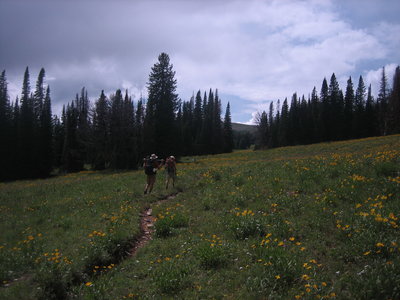 The Bacon Rind Creek Trail leaves Yellowstone and climbs through fields of wildflowers up the south side of Red Mountain.
