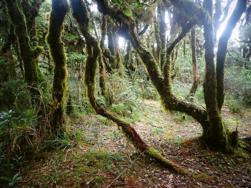 The trail looks like the set of Lord of the Rings...