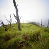 The dead trees at Mt. Weji's peak! ;)