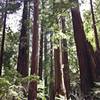 Massive redwoods can be seen along the Redwood Creek Trail.