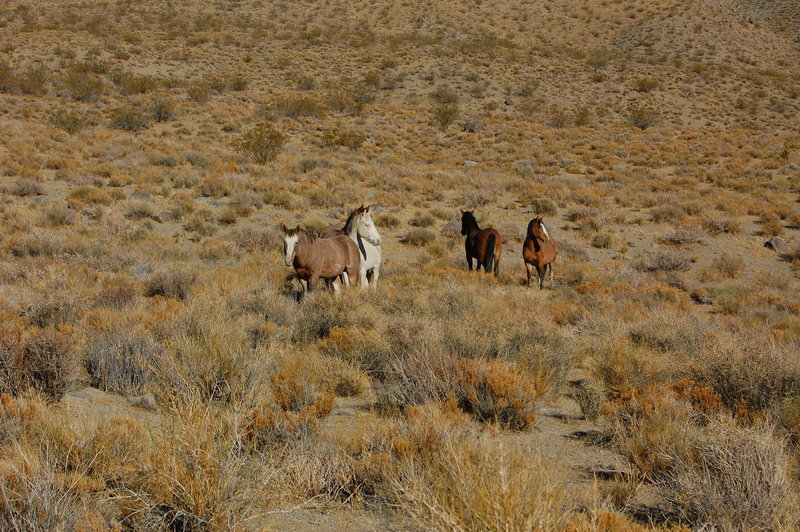 Wild horses join us in the wash between canyons.