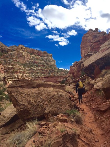 Shortly after the switchbacks - a peak at how the trail looks.