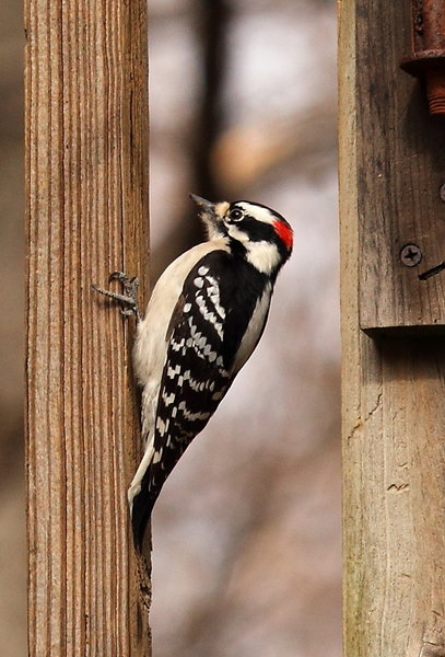 Downy Woodpecker.