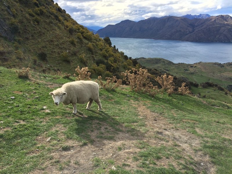 Sheep in front of Lake Wanaka