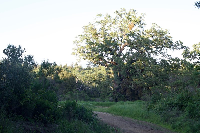 View toward the Spring Ridge Trail.