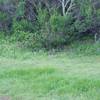 A rabbit feeds by the trail in the evening.