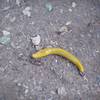 A banana slug on the trail.   Insects and reptiles can be found on the trail, so watch your step.