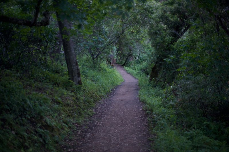 The trail descends from the Spring Ridge Trail.