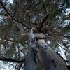 A large Eucalyptus tree in the evening light.