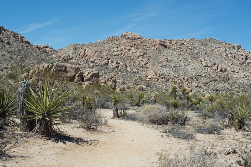 Cacti line the trail as it makes its way through the desert.