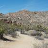 Cacti line the trail as it makes its way through the desert.