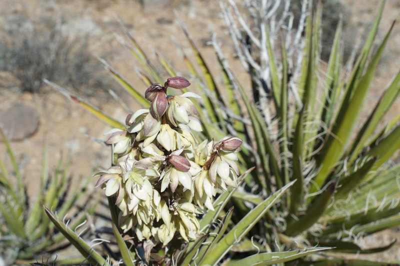 Cacti bloom in the spring.