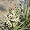 Cacti bloom in the spring.