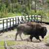 Bison on Mud Volcano.