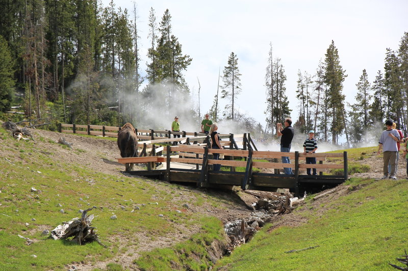 Visitors get a bit close as a large bison approaches.