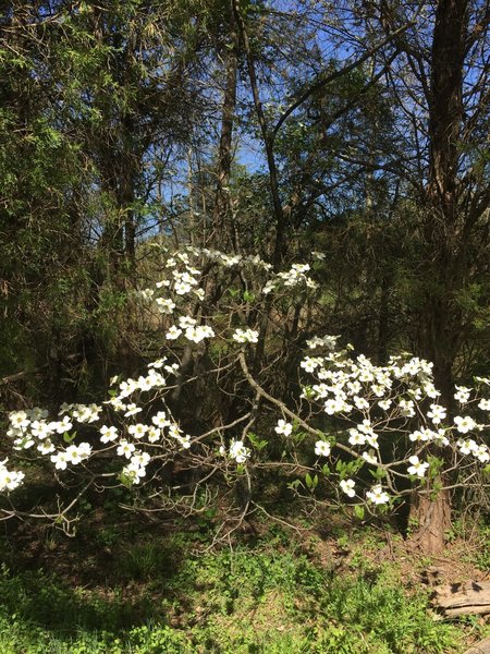 One of the many Dogwood trees you can see along the trail.