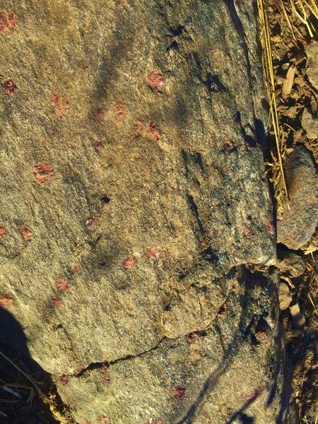 Reddish pockmarks in the dark Precambrian granitic gneiss show the previous location of small red garnets that have sloughed off.